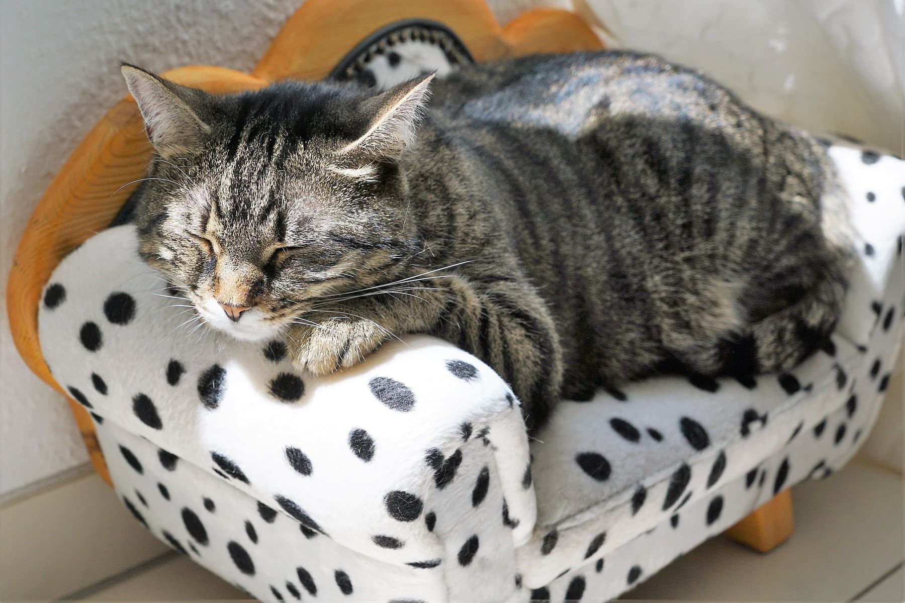 cat asleep on chair
