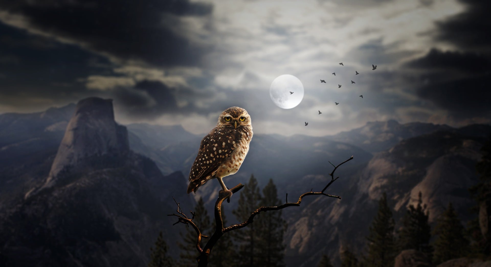 night owl
